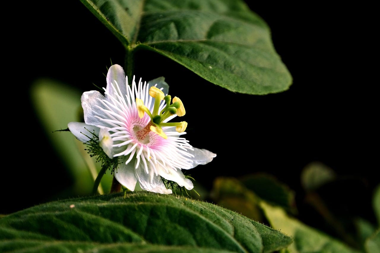 passiflora, passion flower, flower, flora, nature, close up, passion vine