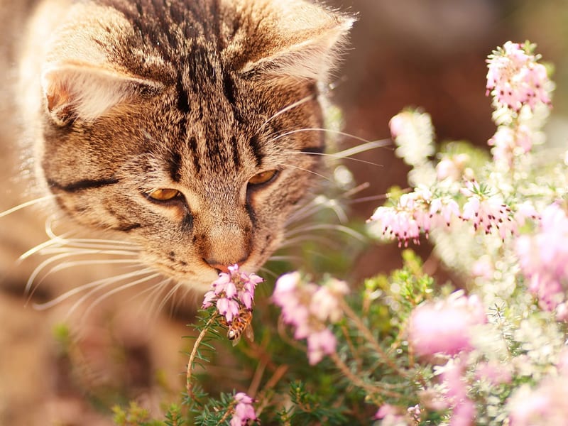 a cat smelling a flower with purple petals