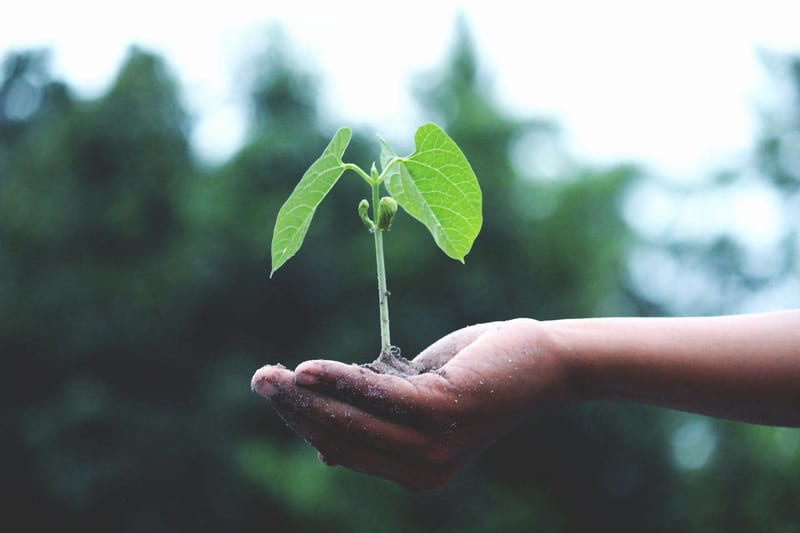 a person is holding a small plant in their hands