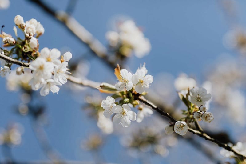 a close up of white flowers on a tree branch against a blue sky