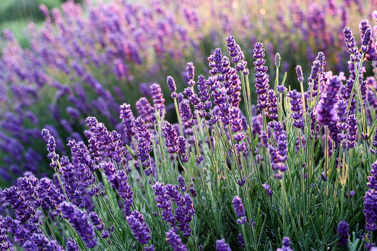 lavenders, flowers, lavender field, purple flowers, bloom, blossom, flora, nature, fragrance, inflorescence