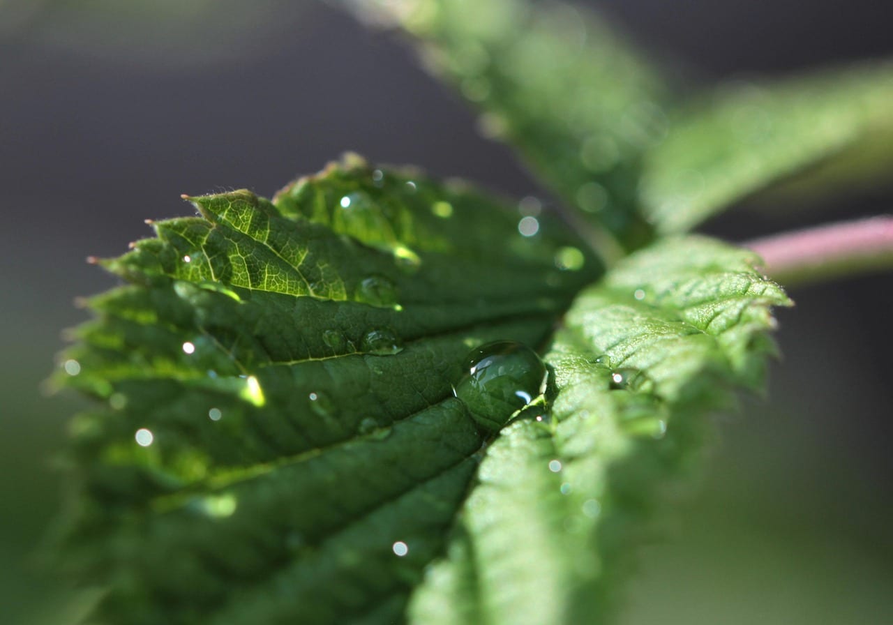 herbs, waterdrop, culinary herbs, peppermint tea, tea herbs, healing, drink, mint, peppermint, scented herb, essential oils