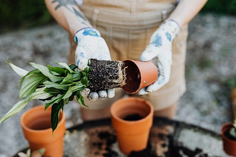 a person is holding a potted plant in their hands
