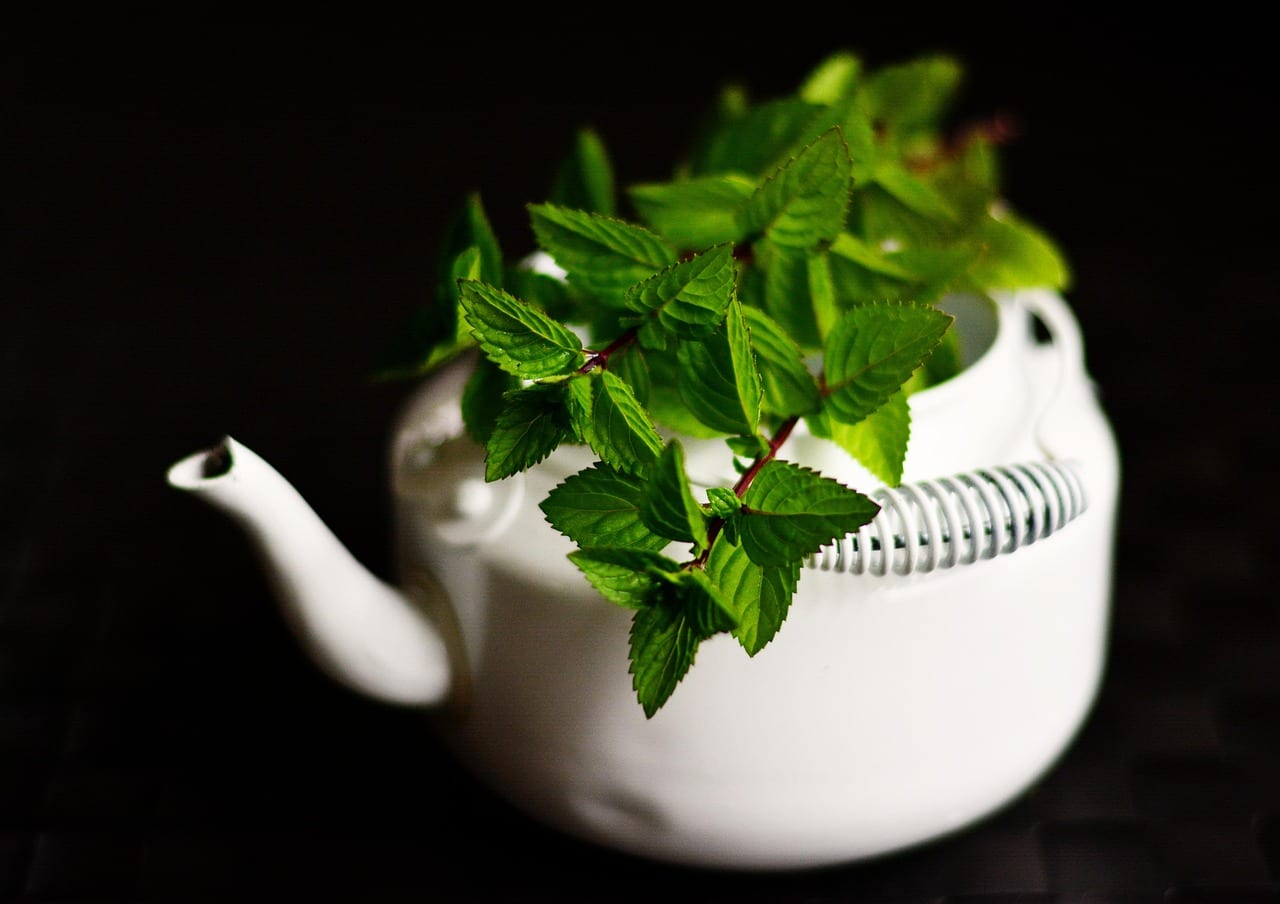 peppermint, medicinal plant, medicinal herbs, mint, tea herbs, scented herb, aroma, peppermint tea, herbal plant, culinary herbs, healthy, taste, herbs, green mint, drink, teapot, health, refreshing, tea, leaves, healing