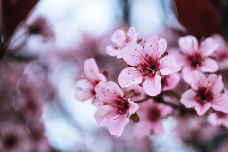 a close up of pink cherry blossoms on a tree branch